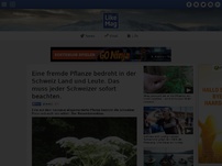 Bild zum Artikel: Eine fremde Pflanze bedroht in der Schweiz Land und Leute. Das muss jeder Schweizer sofort beachten.
