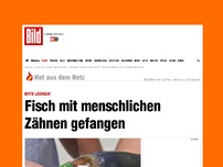 Bild zum Artikel: Bitte lächeln! - Fisch mit menschlichen Zähnen gefangen