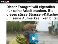 Bild zum Artikel: Dieser Fotograf will eigentlich nur seine Arbeit machen. Bis dieses süsse Strassen-Kätzchen um seine Aufmerksamkeit bittet