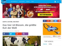 Bild zum Artikel: Das hier ist Blosom, die größte Kuh der Welt