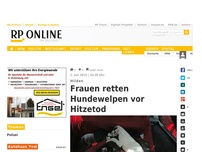 Bild zum Artikel: Hilden - Frauen retten Hundewelpen vor Hitzetod