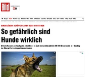 Bild zum Artikel: Beiß-Statistiken - So gefährlich sind Hunde wirklich