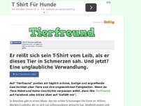 Bild zum Artikel: Er reißt sich sein T-Shirt vom Leib, als er dieses Tier in Schmerzen sah. Und jetzt? Eine...