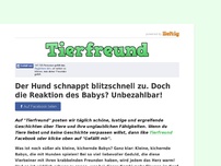 Bild zum Artikel: Der Hund schnappt blitzschnell zu. Doch die Reaktion des Babys? Unbezahlbar!