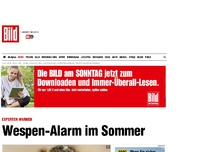 Bild zum Artikel: Experten warnen - Wespen-Alarm im Sommer