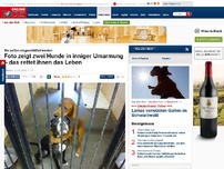 Bild zum Artikel: Sie sollten eingeschläfert werden - Foto zeigt zwei Hunde in inniger Umarmung – das rettet ihnen das Leben