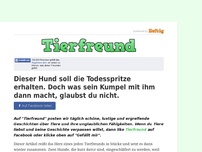 Bild zum Artikel: Dieser Hund soll die Todesspritze erhalten. Doch was sein Kumpel mit ihm dann macht, glaubst du...