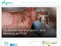 Bild zum Artikel: Qualvoller Ebertransport – eine Meldung an PETA