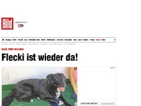 Bild zum Artikel: Nach zwei Wochen - Flecki ist wieder da!