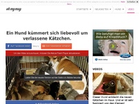 Bild zum Artikel: Ein Hund kümmert sich liebevoll um verlassene Kätzchen