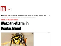 Bild zum Artikel: So viele gab’s noch nie - Wespen-Alarm in Deutschland