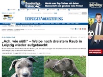 Bild zum Artikel: „Ach, wie süß!“ – Welpe nach dreistem Raub in Leipzig wieder aufgetaucht