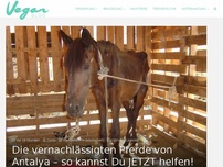 Bild zum Artikel: Die vernachlässigten Pferde von Antalya – so kannst Du JETZT helfen!