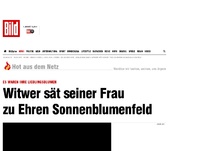 Bild zum Artikel: Ihre Lieblingsblumen - Witwer sät seiner Frau zu Ehren Sonnenblumenfeld