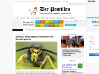 Bild zum Artikel: Umfrage: Selbst Wespen inzwischen von Wespen genervt