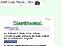 Bild zum Artikel: Ab 3:10 wird dieses Video schwer erträglich. Aber wenn du das Ende siehst, ist es einfach nur...