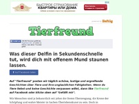 Bild zum Artikel: Was dieser Delfin in Sekundenschnelle tut, wird dich mit offenem Mund staunen lassen.