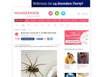 Bild zum Artikel: HIER sind demnächst viel mehr SPINNEN zu erwarten