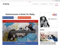 Bild zum Artikel: Katzenmama tröstet ihr Baby.
