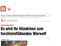 Bild zum Artikel: Wenn Maulkorb, dann so - So wird Ihr Hündchen zum Werwolf