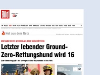 Bild zum Artikel: 9/11-Rettungshündin (16) - Ein ganz besonderer Geburtstag für Bretagne