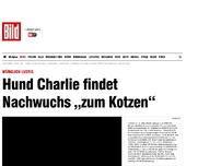 Bild zum Artikel: Würglich lustig - Hund findet Nachwuchs „zum Kotzen“