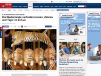 Bild zum Artikel: In Deutschland ist es noch erlaubt - Die Niederlande verbieten Löwen, Zebras und Tiger im Zirkus