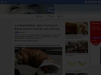 Bild zum Artikel: 14 Beweisfotos, dass Hund und Katz beste Freunde sein können.