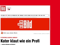 Bild zum Artikel: Und sein Besitzer ist Cop! - Dieser Kater klaut wie ein Profi