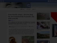 Bild zum Artikel: Eine Hündin sorgt 1 Woche lang für ihre festsitzende Freundin, bis Hilfe eintrifft