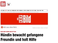 Bild zum Artikel: Nach 7 Tagen gerettet - Hündin bewacht tagelang gefangene Freundin