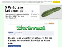 Bild zum Artikel: Dieser Hund winselt vor Schmerz. Als die Kamera heranzoomt, halte ich es kaum aus.