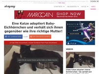 Bild zum Artikel: Eine Katze adoptiert Baby-Eichhörnchen und verhält sich ihnen gegenüber wie ihre richtige Mutter!