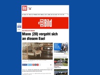 Bild zum Artikel: Nach Stress mit Freundin - Mann (20) vergeht sich an diesem Esel