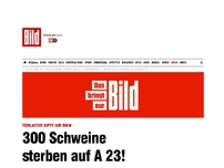 Bild zum Artikel: Tier-Laster kippt auf BMW - 300 Schweine tot!