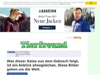 Bild zum Artikel: Was dieser Katze aus dem Gebüsch folgt, ist ein Anblick ohnegleichen. Diese Bilder gehen um die...