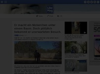 Bild zum Artikel: Er macht ein Nickerchen unter einem Baum. Doch plötzlich bekommt er unerwarteten Besuch.