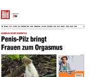 Bild zum Artikel: Irre Studie - Penis-Pilz bringt Frauen zum Orgasmus