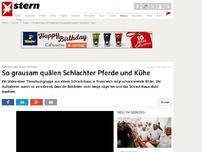 Bild zum Artikel: Schlachthaus muss schließen: So grausam quälen Schlachter Pferde und Kühe