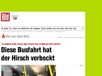 Bild zum Artikel: „Er nahm in Reihe 2 Platz“ - Diese Busfahrt hat der Hirsch verbockt