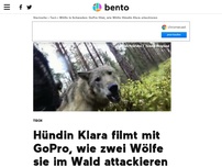 Bild zum Artikel: Hündin wird von Wölfen angegriffen - und filmt mit