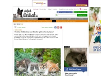 Bild zum Artikel: Welche Fellfarben und Muster gibt es bei Katzen?