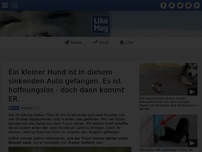 Bild zum Artikel: Ein kleiner Hund ist in diesem sinkenden Auto gefangen. Es ist hoffnungslos - doch dann kommt ER.