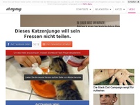 Bild zum Artikel: Dieses Katzenjunge will sein Fressen nicht teilen.