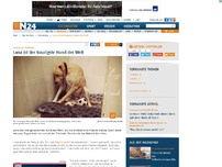 Bild zum Artikel: Zurück ins Tierheim - 
Lana ist der traurigste Hund der Welt