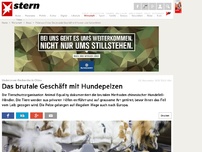 Bild zum Artikel: Undercover-Recherche in China: Das brutale Geschäft mit Hundepelzen