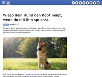 Bild zum Artikel: Wieso dein Hund den Kopf neigt, wenn du mit ihm sprichst.