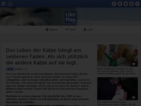 Bild zum Artikel: Das Leben der Katze hängt am seidenen Faden. Als sich plötzlich die andere Katze auf sie legt.