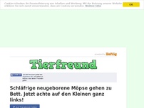 Bild zum Artikel: Schläfrige neugeborene Möpse gehen zu Bett. Jetzt achte auf den Kleinen ganz links!