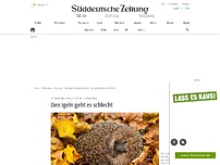 Bild zum Artikel: Naturschutz: Den Igeln geht es schlecht